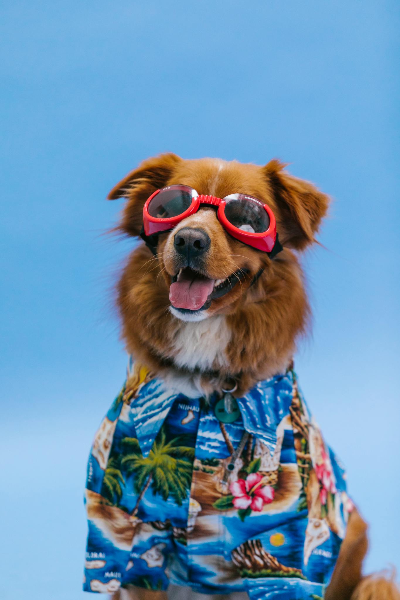 Adorable dog wearing a tropical shirt and sunglasses against a blue background.